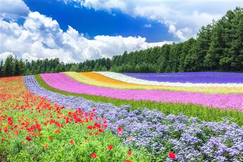 ファーム富田（夏頃撮影）
